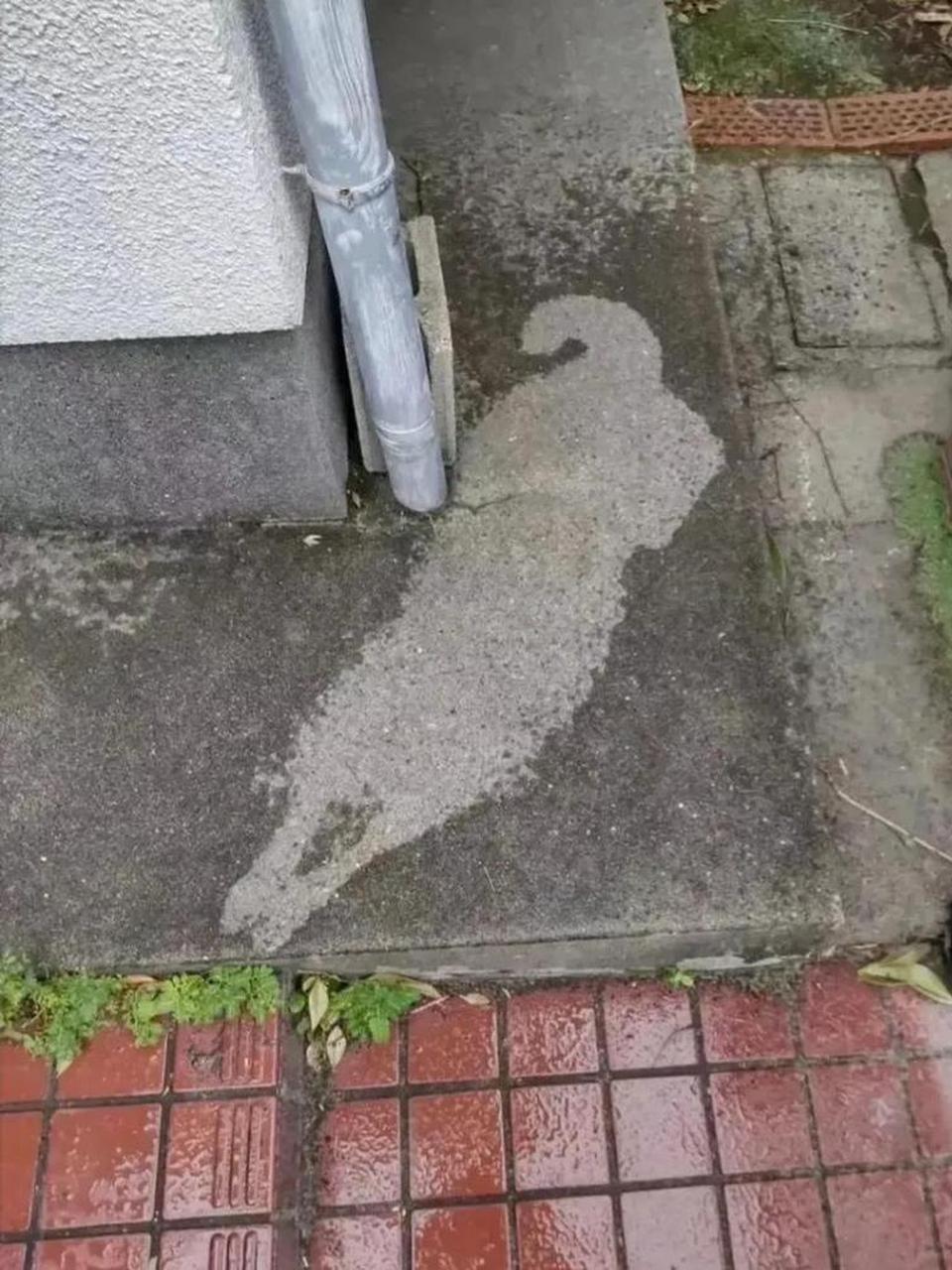 我就泼了一盆水,咋就成这样了呢