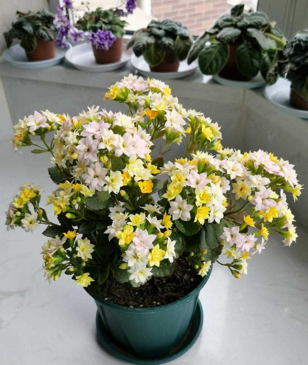 阳台还有地儿的,可以养这种花——长寿花"变色龙",又名et,外星人,一种