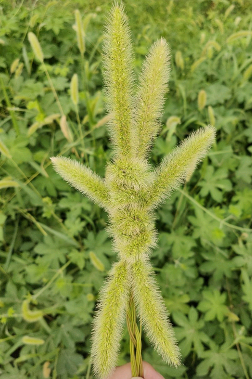用狗尾巴草编的小兔子,好看吧