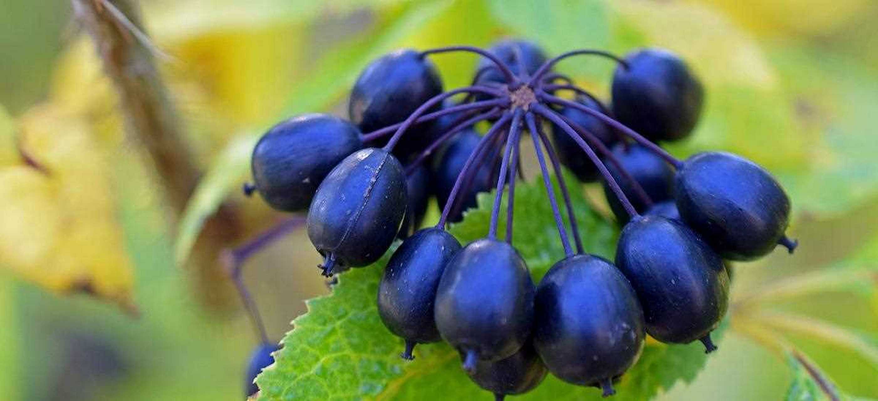 网红盆栽,在家里阳台种人参花,美观的植物,人参不喜欢阳光,适合北方