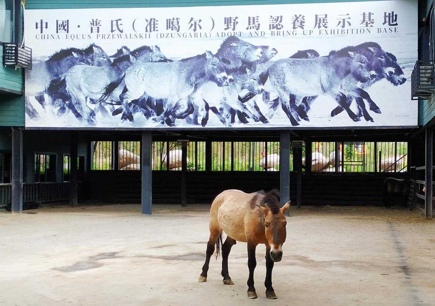 新疆古生态园包含有侏罗纪硅化木保护基地,中国汗血马基地,野马美术馆