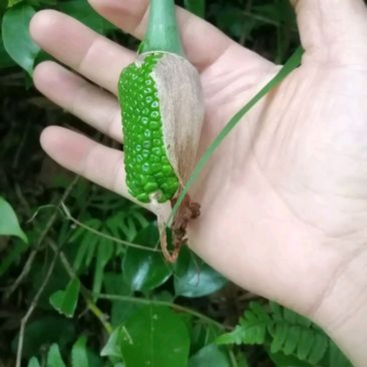 这是野生的玉米吗?青翠欲滴