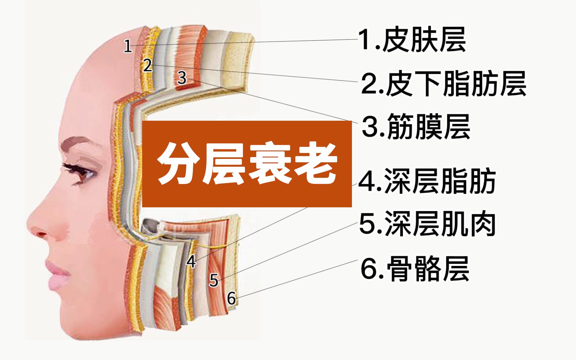 脸上皮肤组织结构图图片