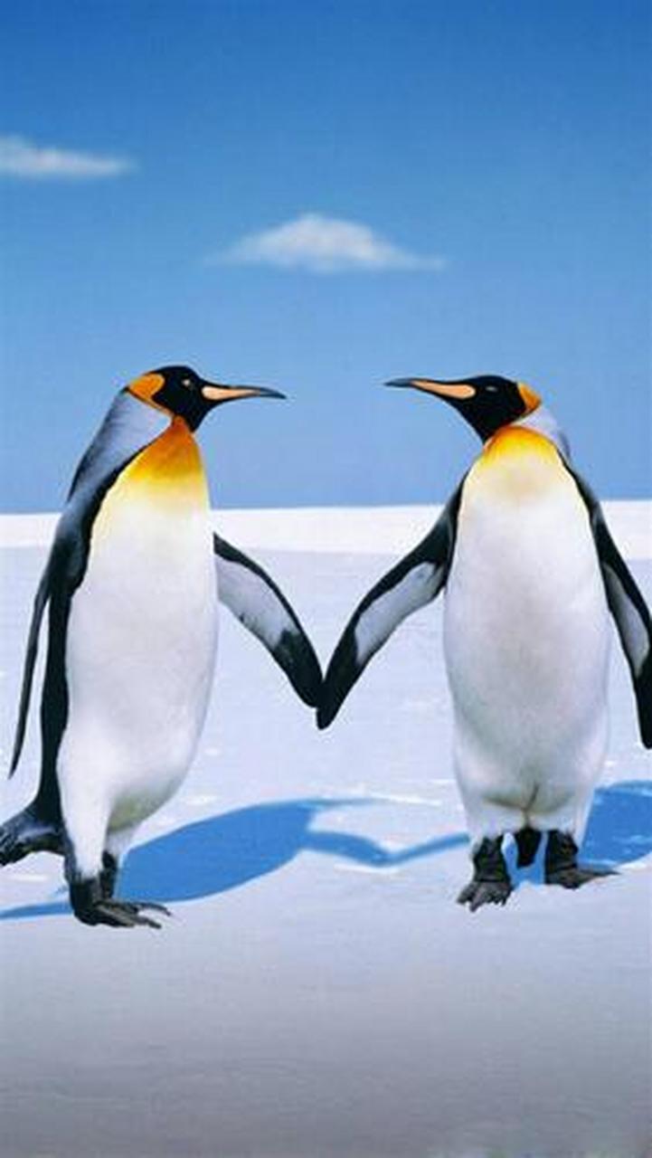 现在让我们盘点以下3种动物的求爱行为.