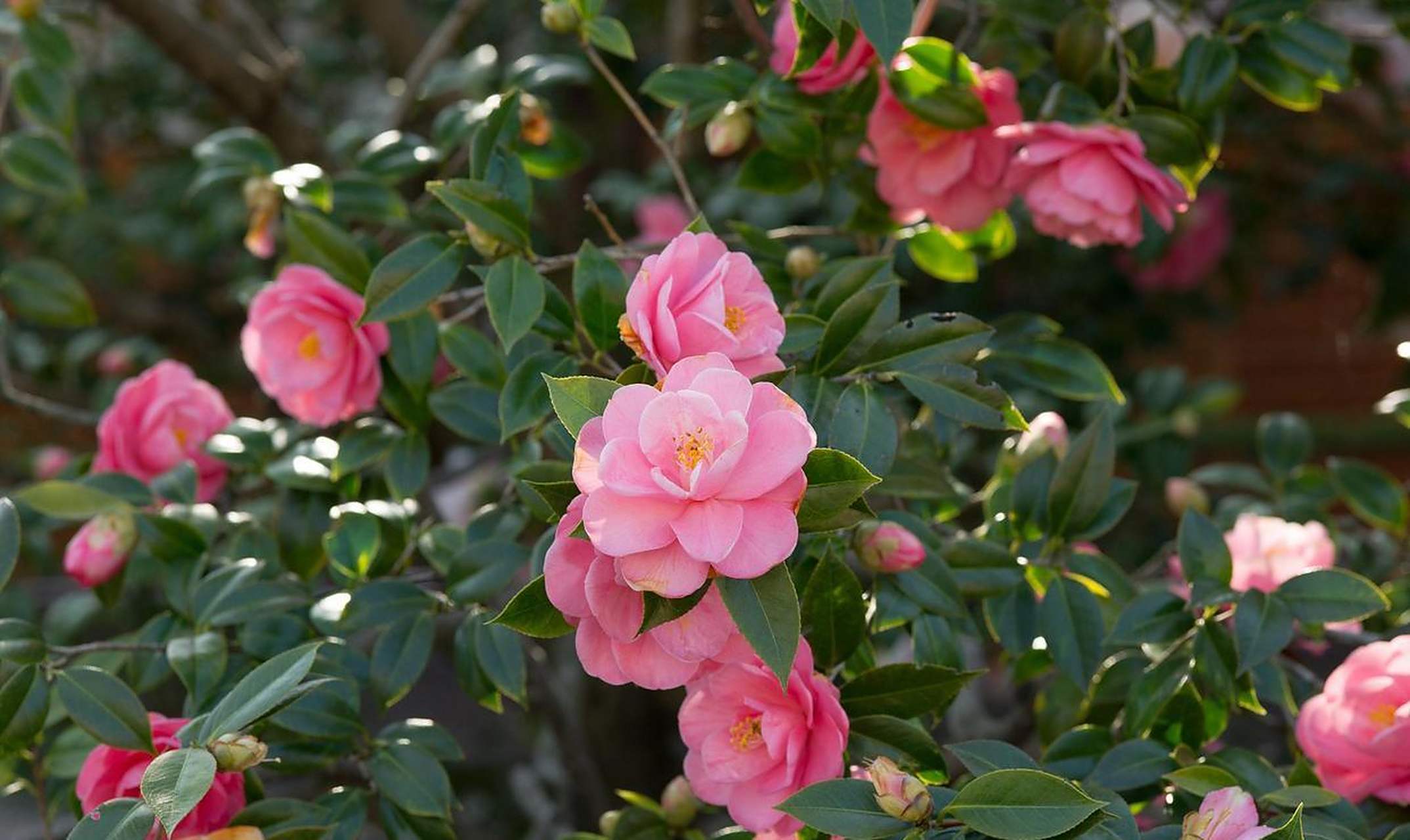有的人常常把茶花和月季相互比较,这两种花卉确实有一些相似,花朵都娇