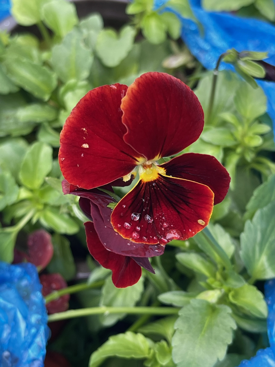 三色堇 红色三色堇花语是"思虑,思念",属性火. #养花# #三色堇