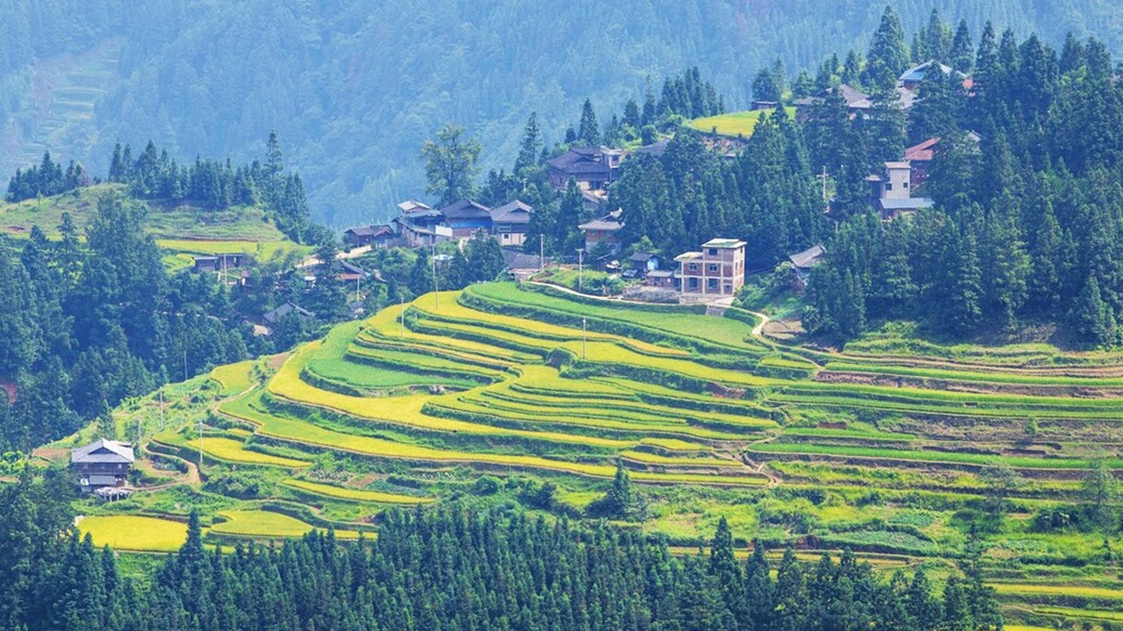 金秋时节,贵州从江县南丰梯田水稻陆续成熟,在阳光照耀下,金灿灿的