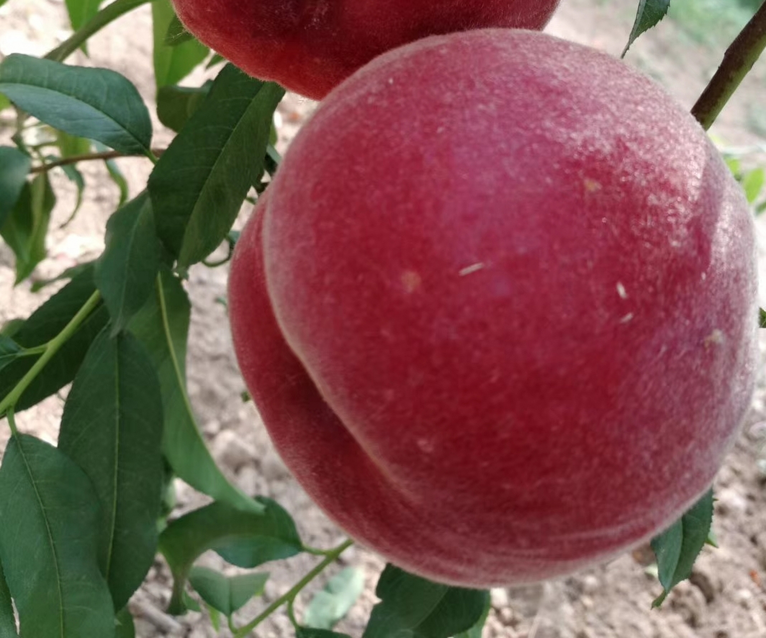 山东泽雨农业科技公司2023年重点介绍中桃金甜桃树8月份采摘中桃金甜