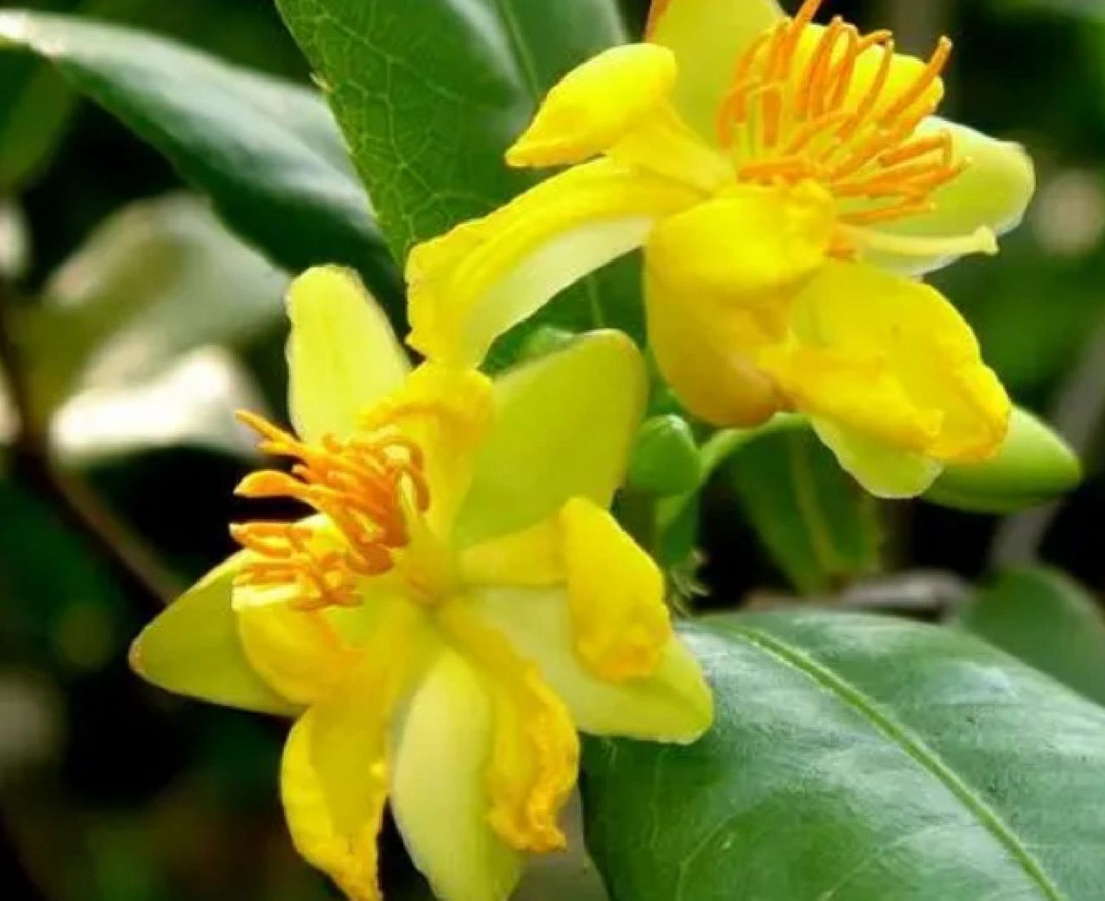 像不像米老鼠 桂叶黄梅 常绿灌木植物 树干修长,树皮褐色,枝叶较稀,叶