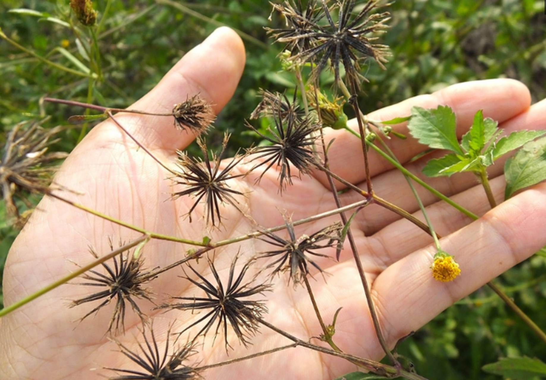 鬼针草是高血压的克星?是真的吗?