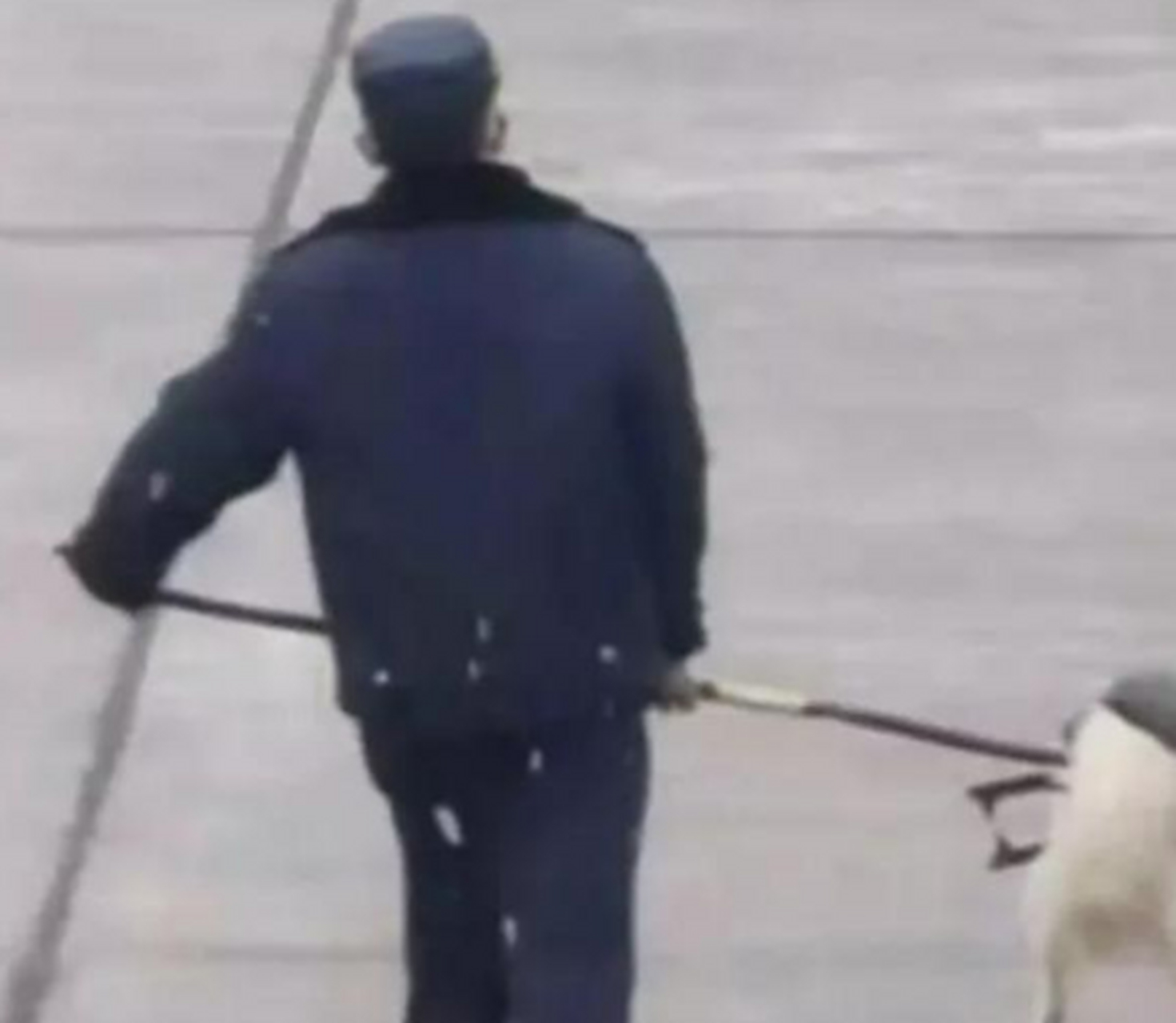 这狗子是犯了多大的罪过啊?被两个保安大叔叉出去了