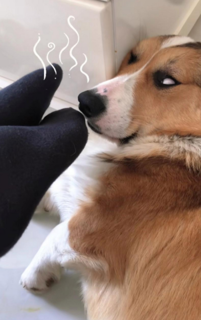 看这狗样子走的很安详,没遭啥罪[抠鼻]