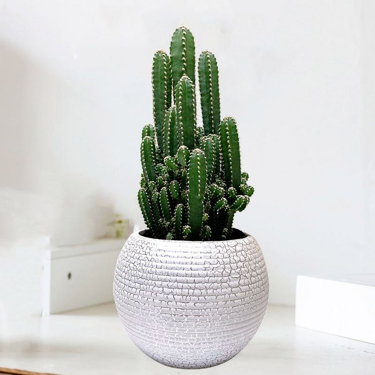 认识仙人掌——万重山 万重山,这可是仙人柱的变种,属于仙人掌科,仙人