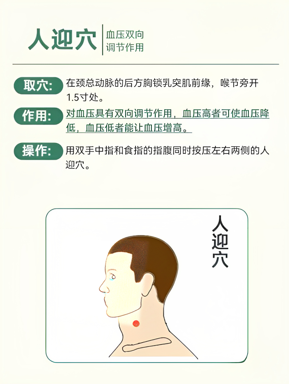 常按6个穴位,助你血压降下来  风池穴 位置:颈部两条大筋外缘的陷窝中