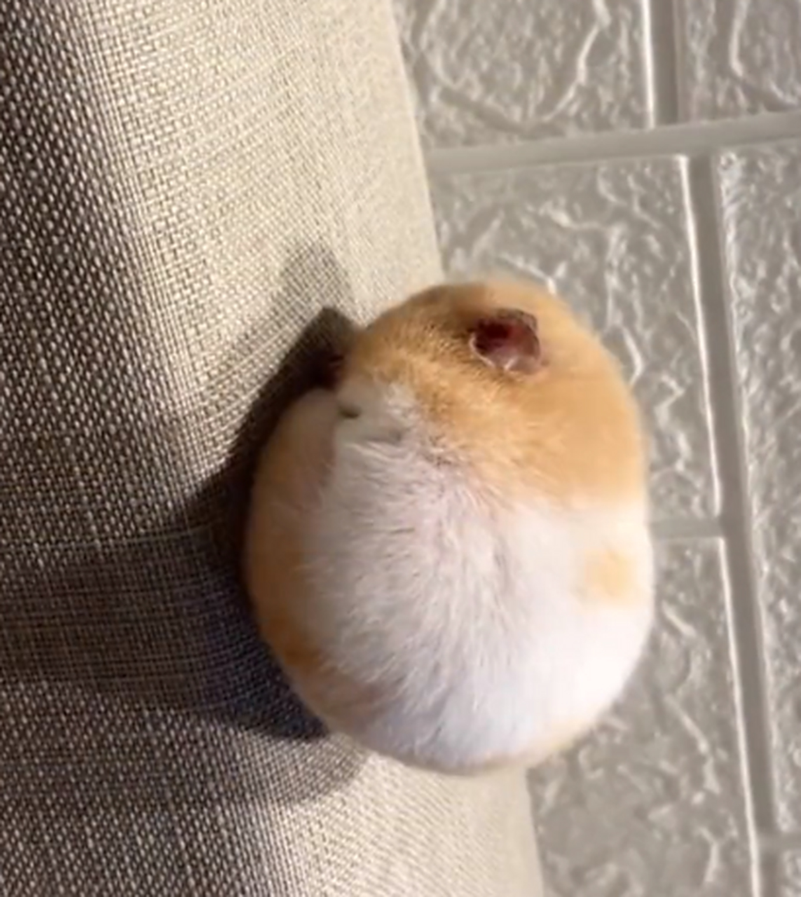 这就是传说中的,寻宝鼠