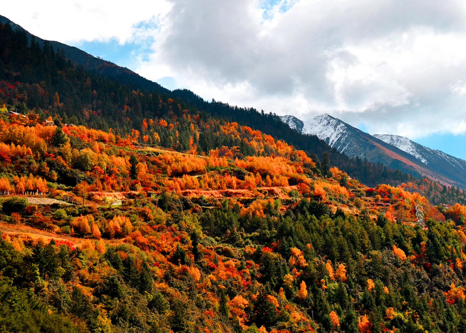 秋日生活创作季#四川米亚罗红叶风景区,感受秋天的色彩!