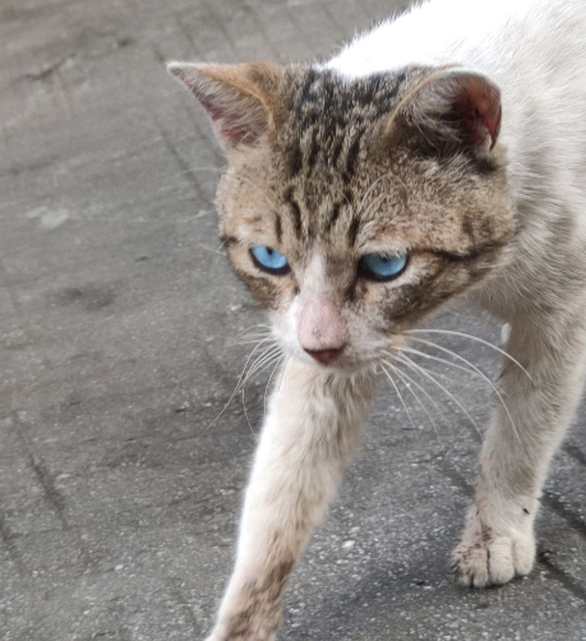 第一次看到狸花猫居然有蓝眼睛啊?
