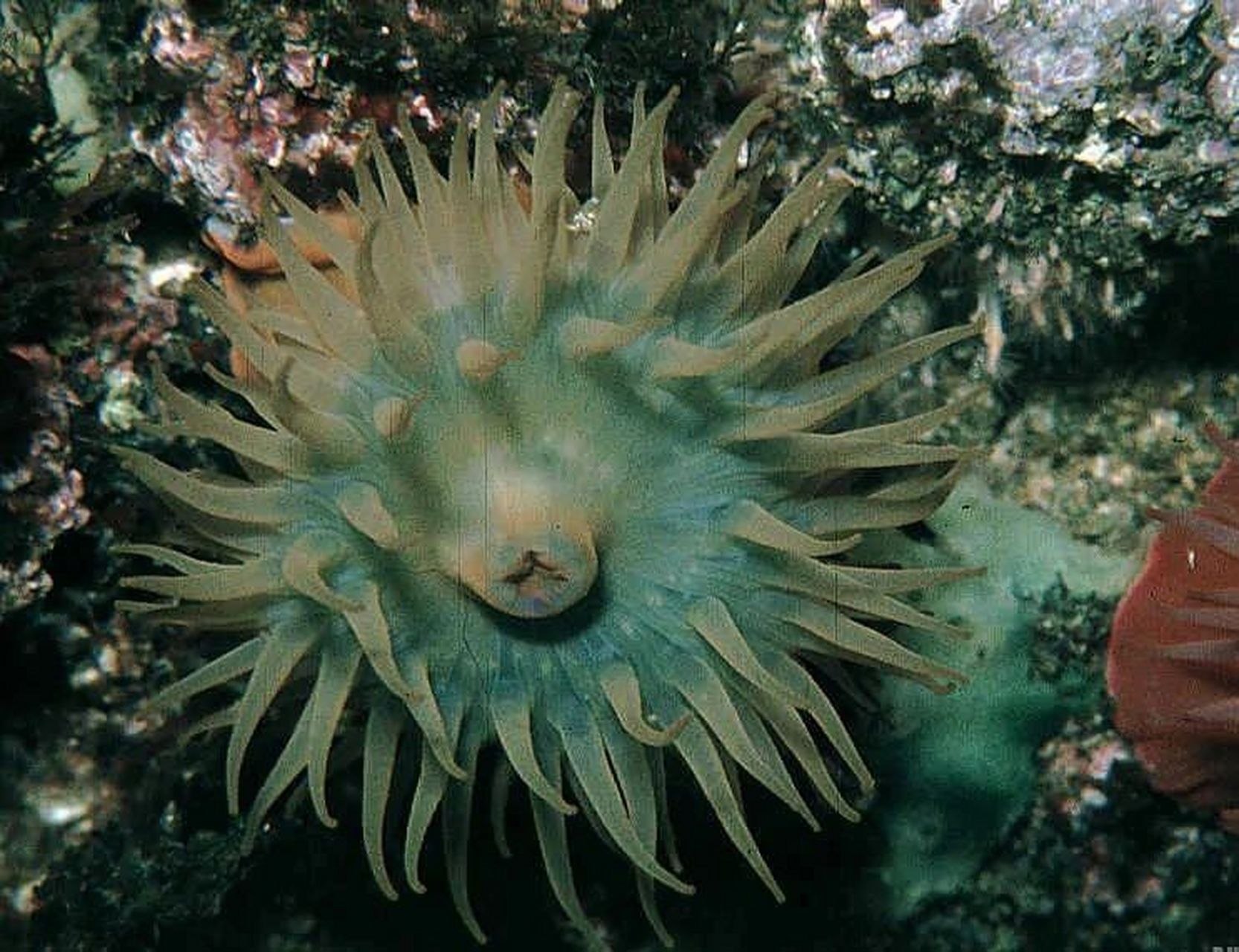 海洋生物-等指海葵 96 等指海葵体型小,全长约3 厘米.