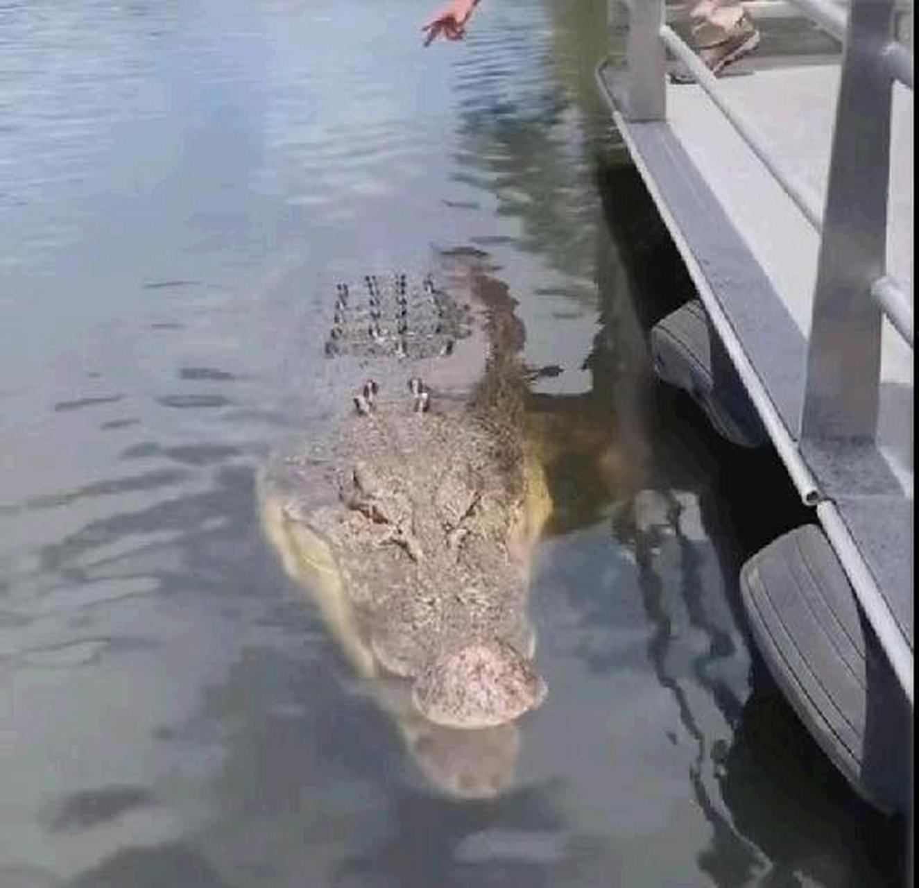 鳄鱼在水里是这样的,哈哈哈[坏笑]