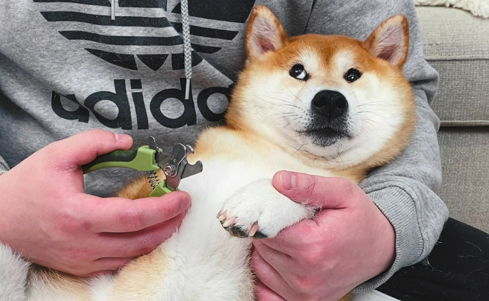 狗狗剪指甲为什么流血了怎么回事?