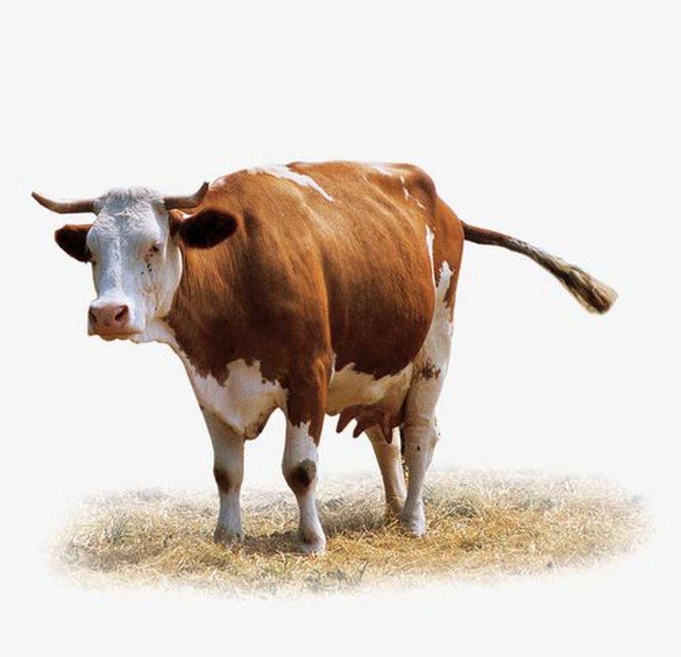 无处不在的黄牛,是不是也侧面反应出一些问题  12月29日,虹口分局在