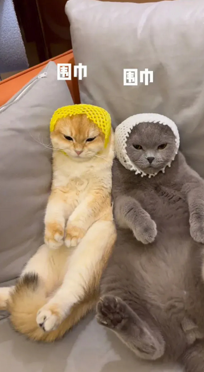 猫:你看我高兴吗?