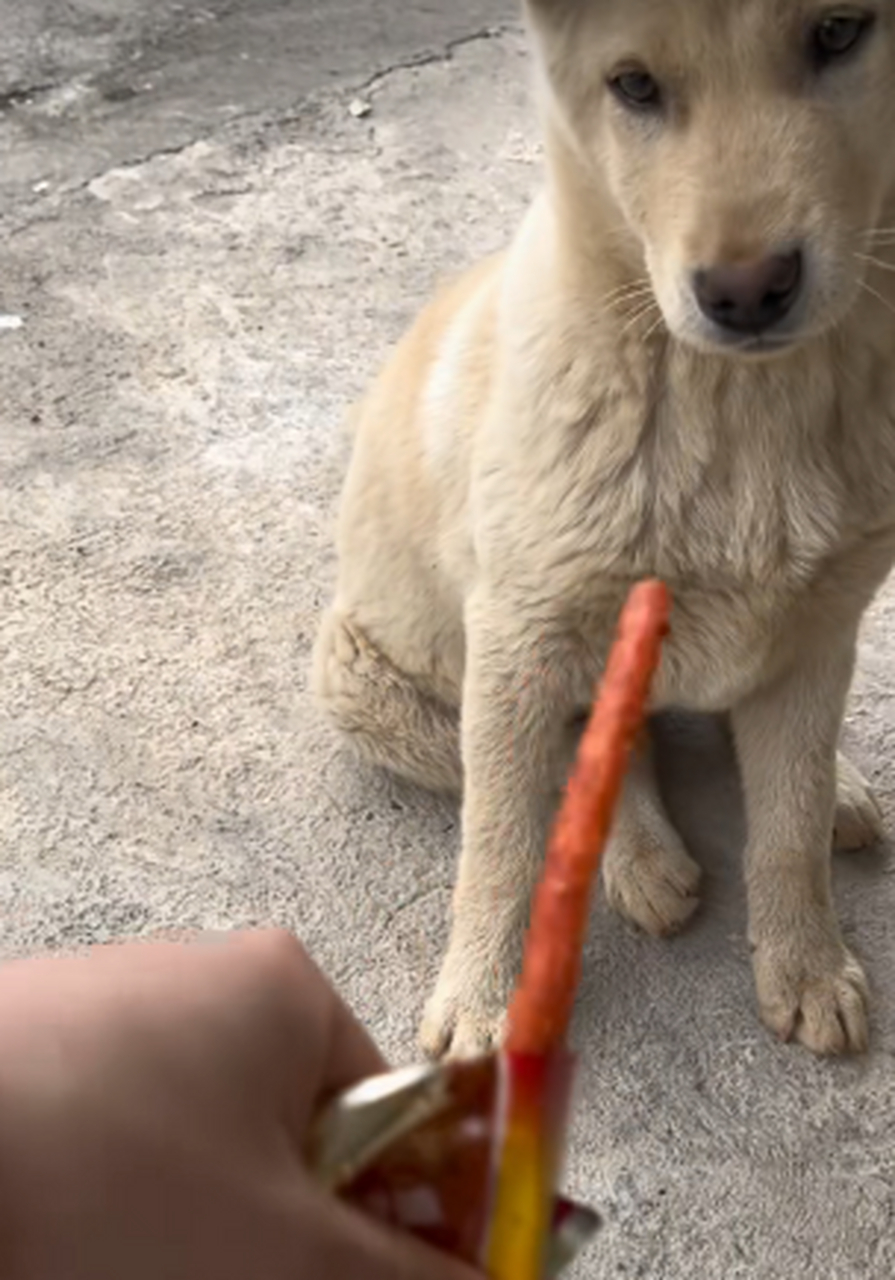 我家爱吃辣条的狗子.