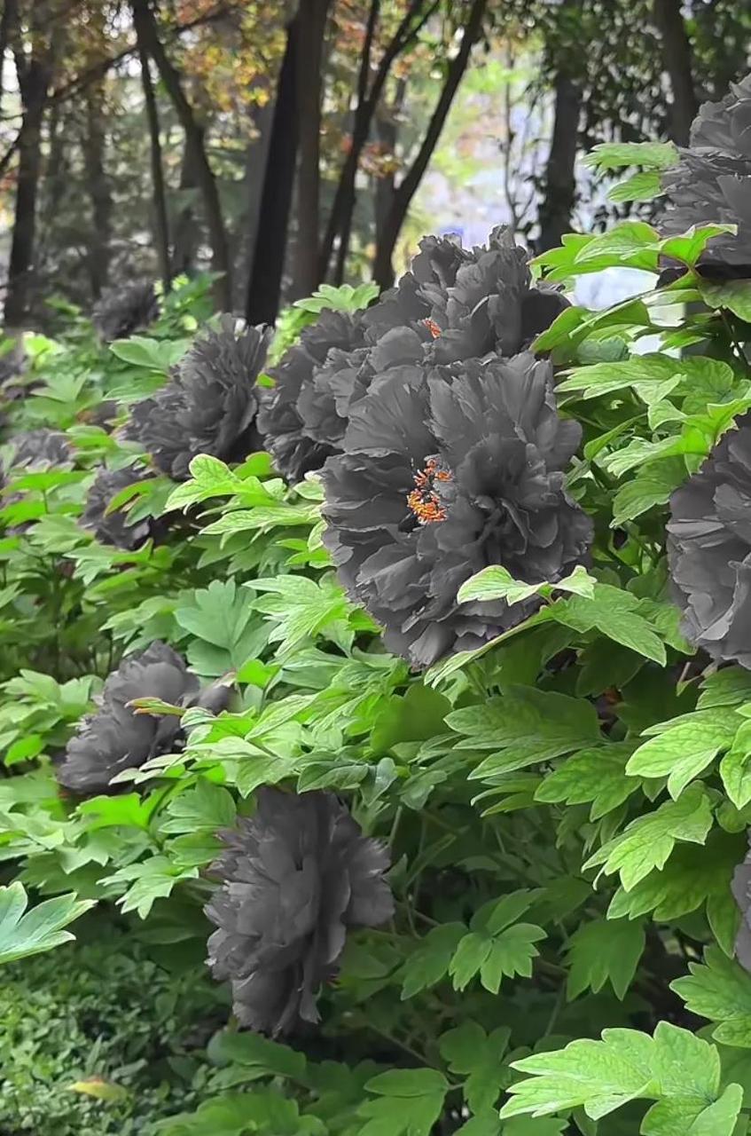 菏泽曹州牡丹园里竟然真的有黑牡丹,没想到牡丹还有黑色的,太奇特了