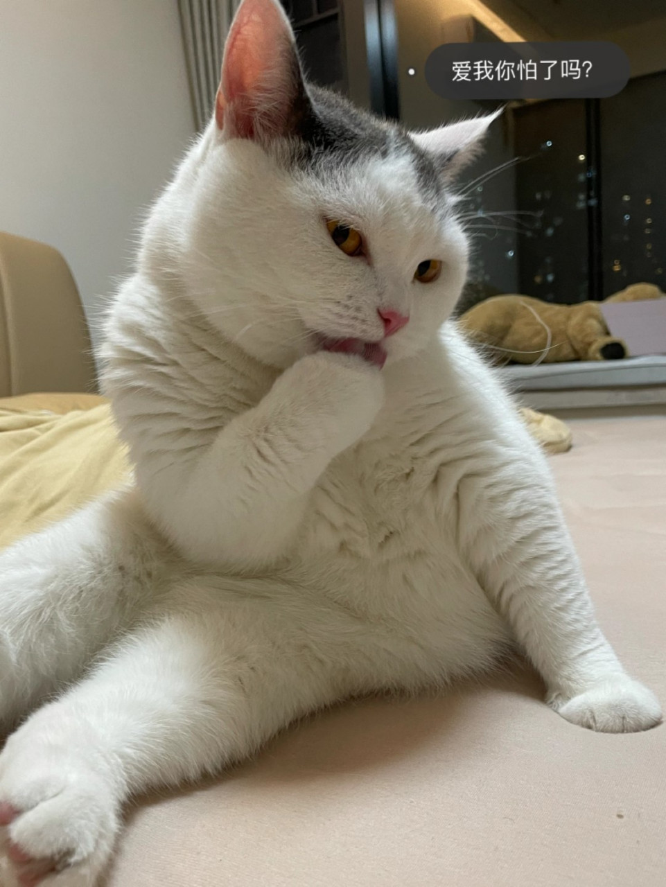 油腻又猥琐的小猫咪,笑屎我了!