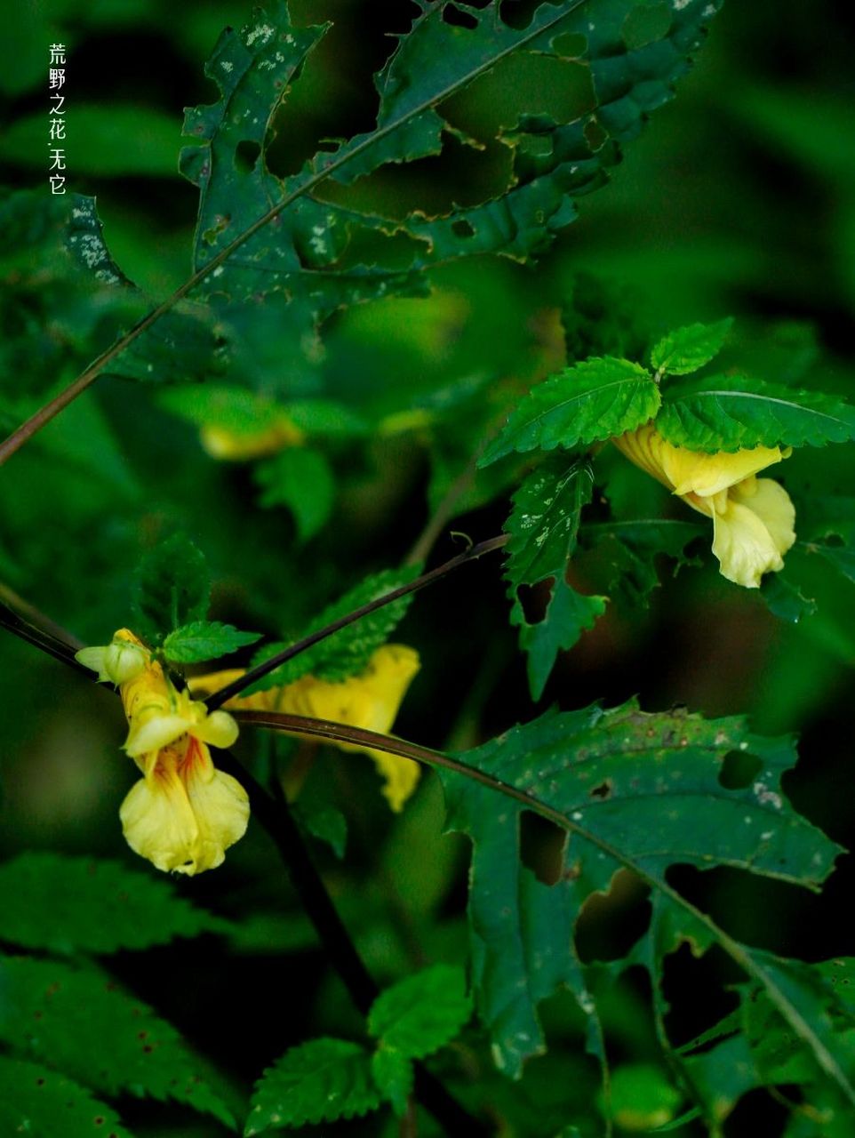 中国特有的牯岭凤仙花.