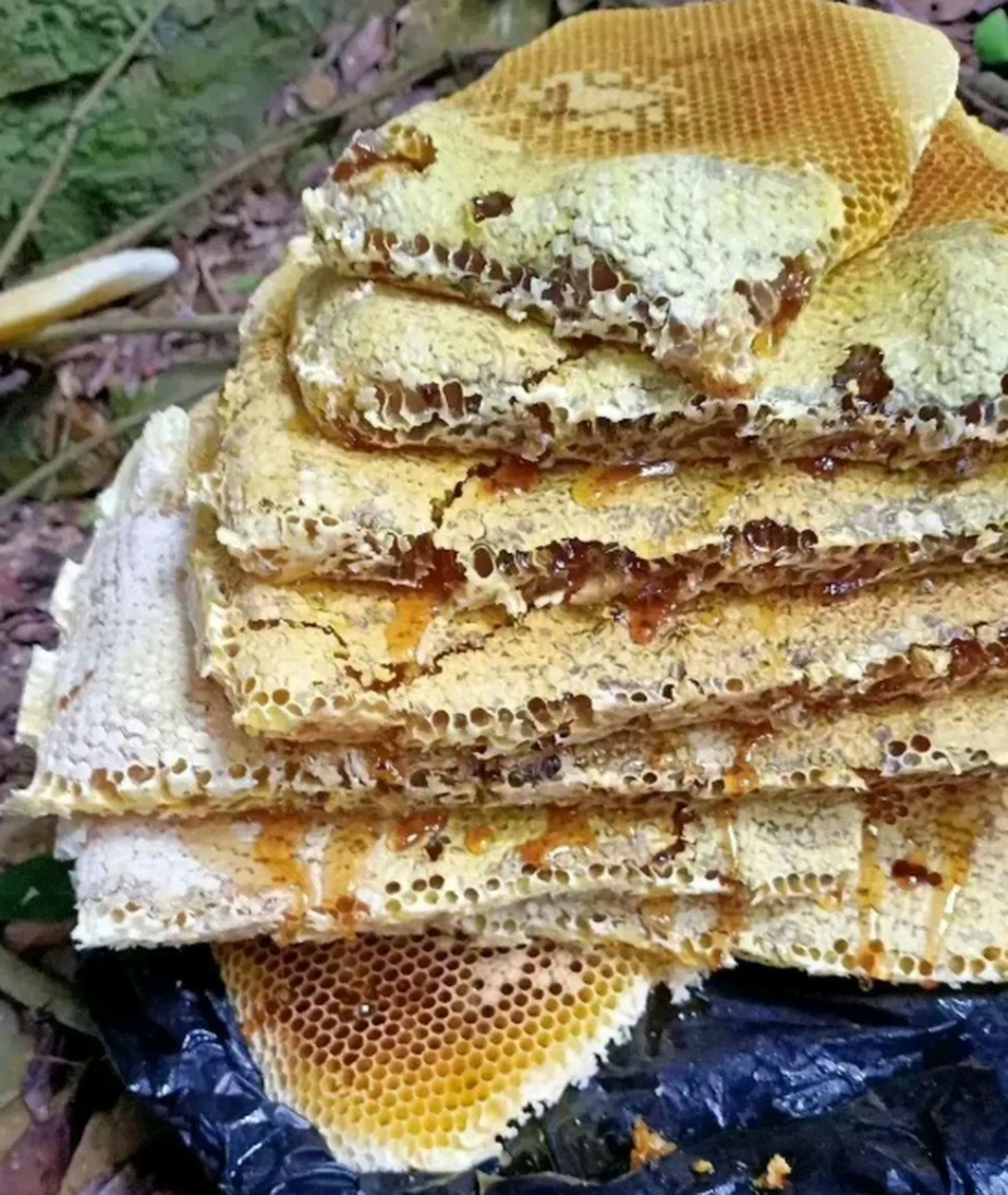 山上的纯正野蜂蜜,来一口,味道绝对正宗