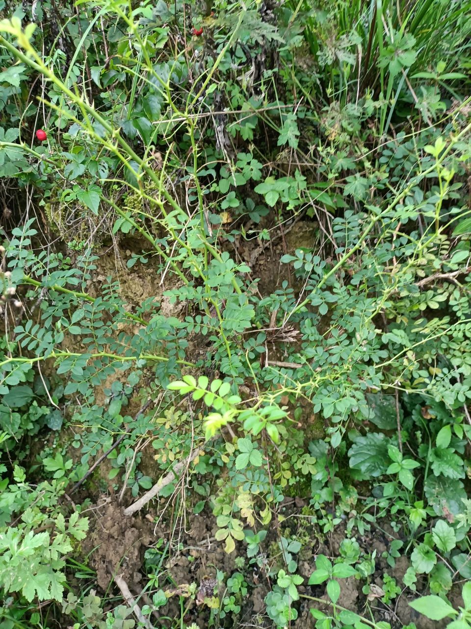 这是不是黄芪?