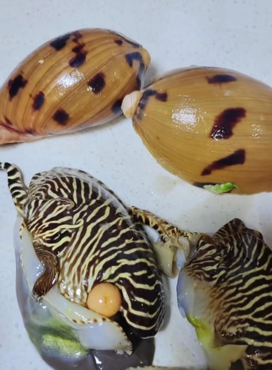 椰子螺里面竟有珠子,好奇怪!