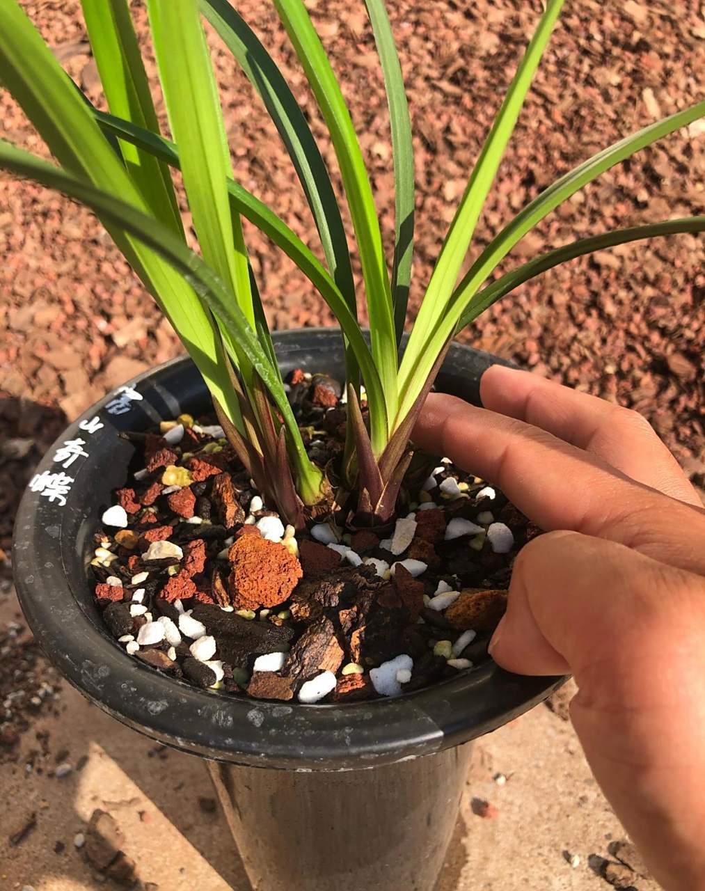 建兰富山奇蝶,现在好多有花芽了,带花芽发 建兰富山奇蝶越看越喜欢,她