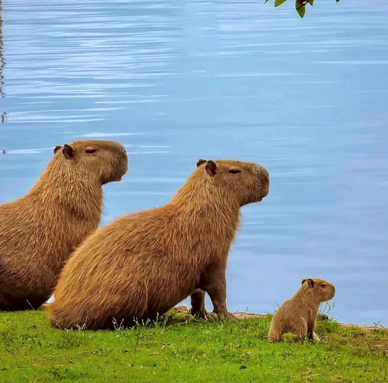 水豚太可爱了  好喜欢水豚的精神状态 	 有种禅意 下辈子当只情绪稳定