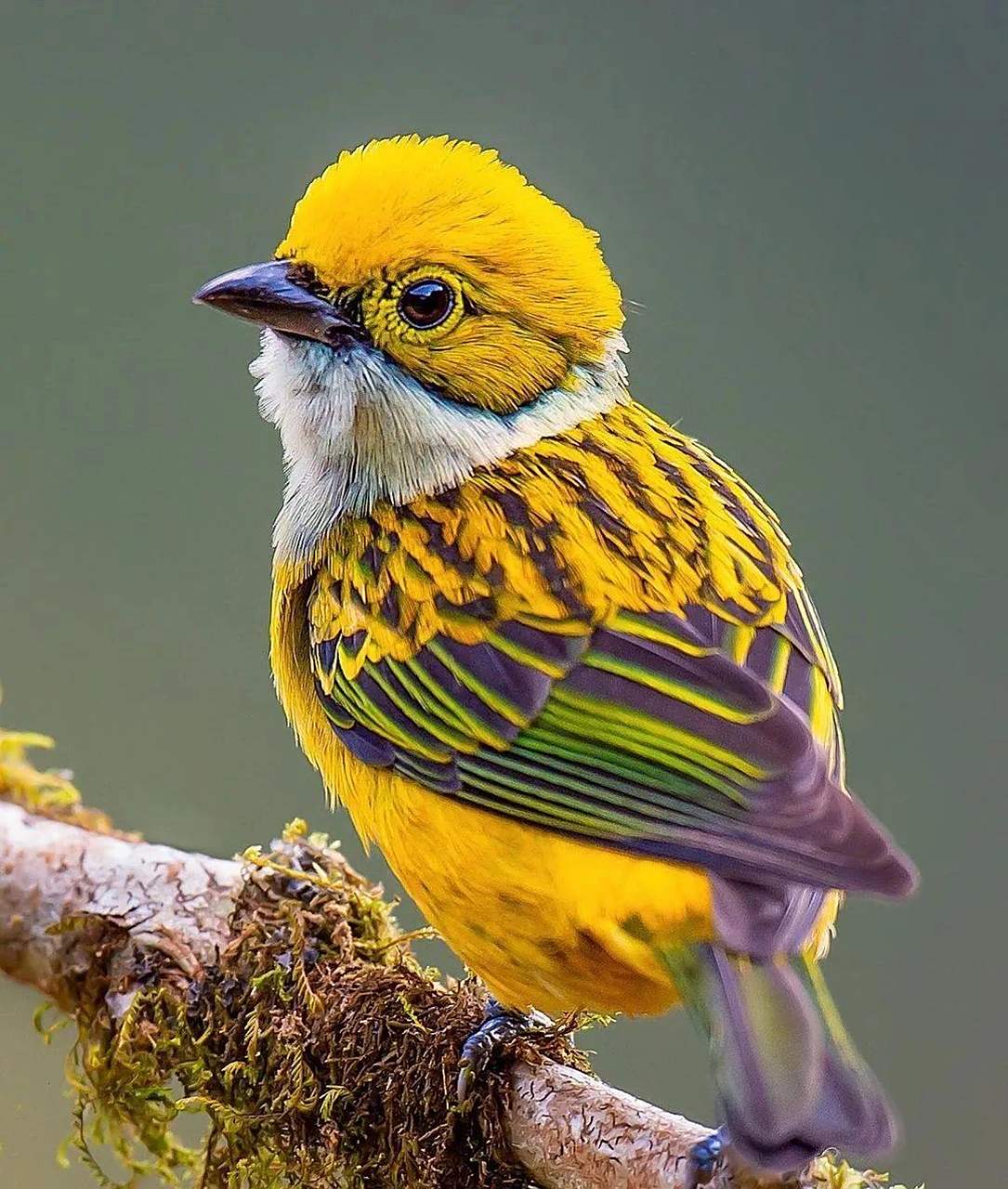 让孩子认识一下10大美鸟,热爱大自然,保护小动物?