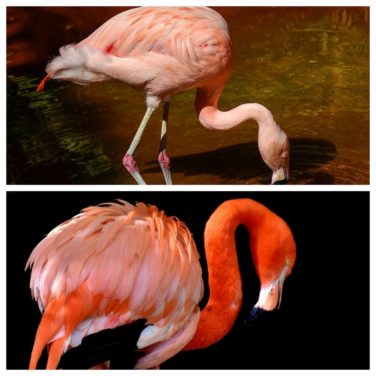 火烈鸟合集素材6  火烈鸟是一种大型水禽,其体型和大小与鹳相似,高度