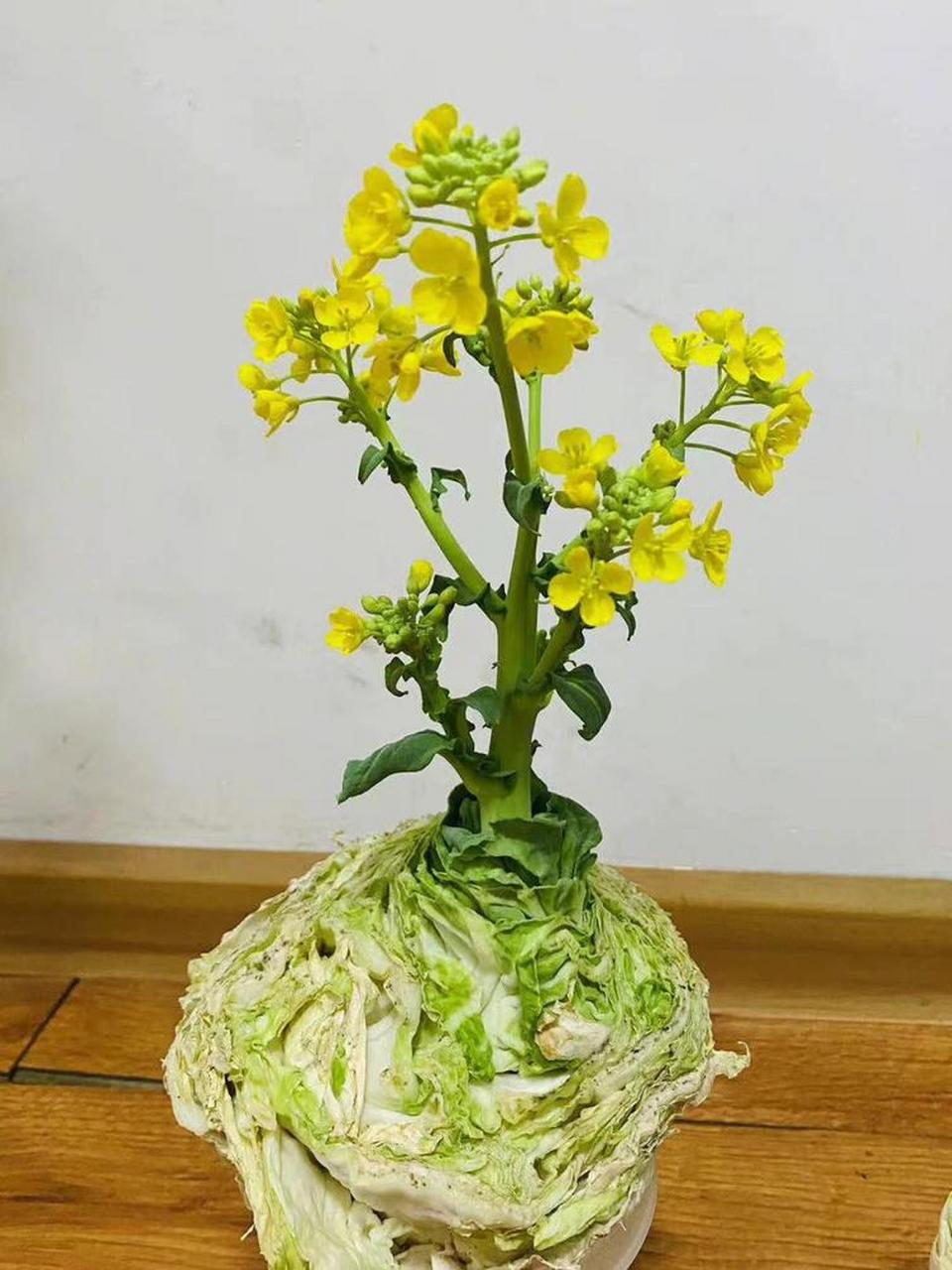 白菜居然还能开花!第一次见