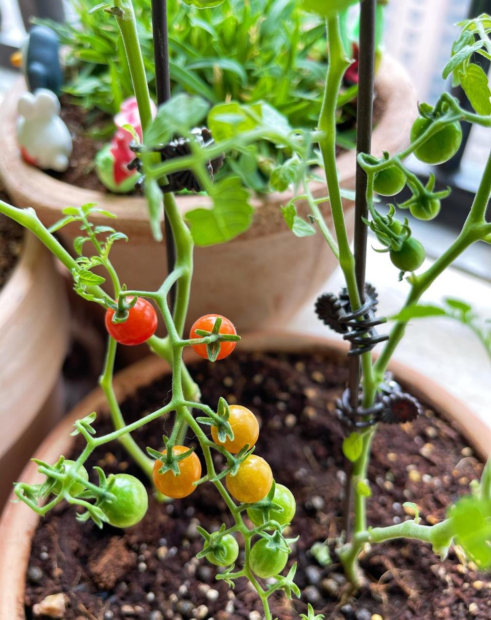 甜豌豆番茄的颜色开始变啦 虽然它的个头很小,但是迷你的小果实,看