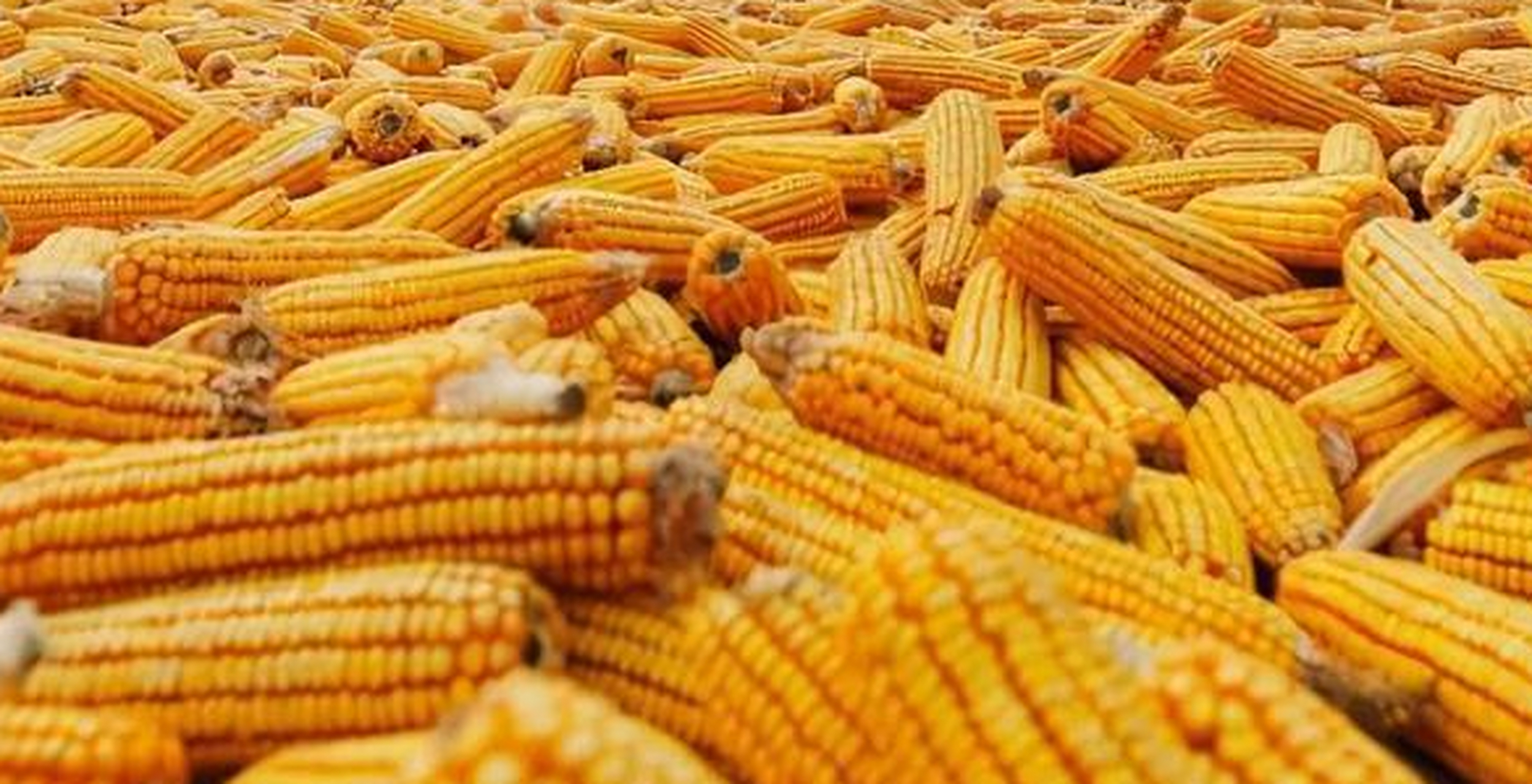 女子接触发霉玉米肺里长黄曲霉菌