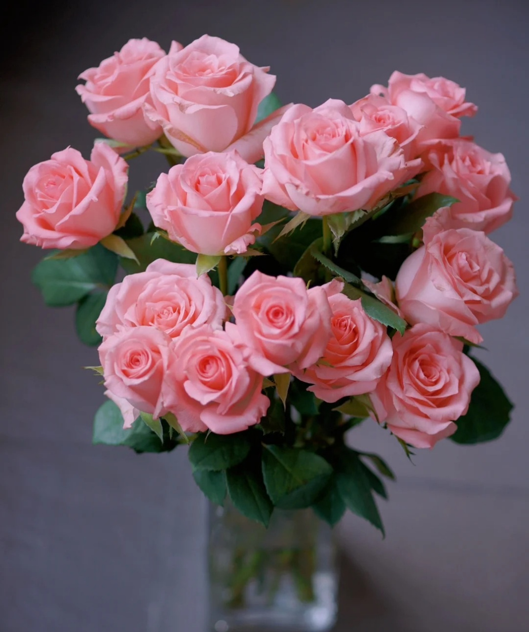 喜欢粉色月季的花友,可以养这个品种——戴安娜,著名的切花月季,在