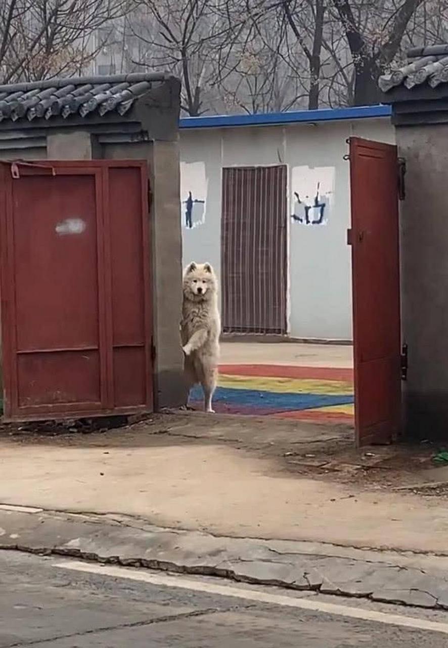 薩摩耶來家裡串門了,躲在門後不敢進來的它,這是要幹嘛?