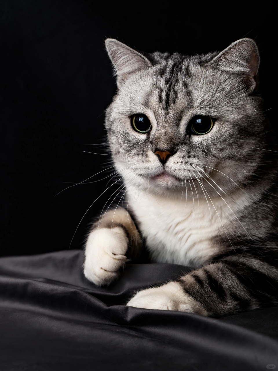 宠物摄影|猫咪黑白情绪写真  想说的话都在照片里