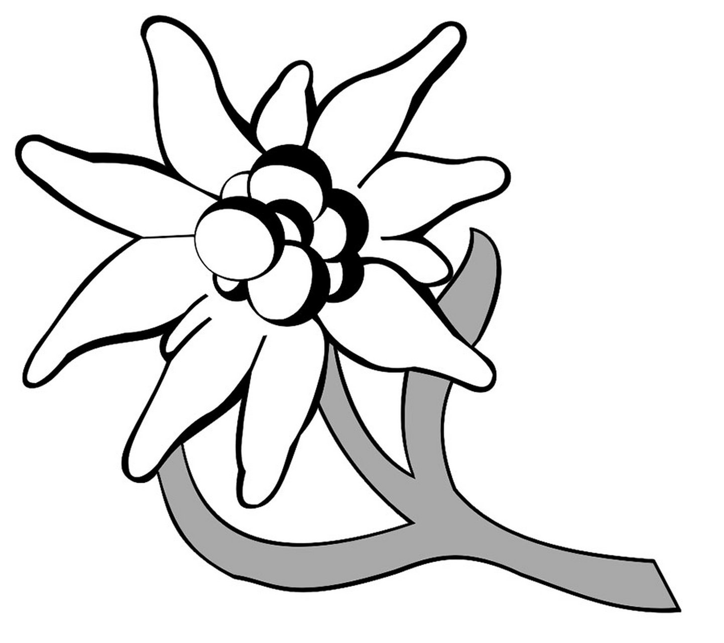 图一是第1山地师师徽——绿底白色雪绒花.