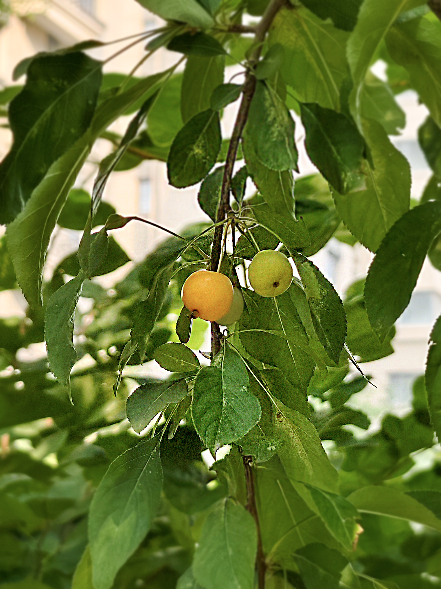 海棠果因其果小核大,能吃的果肉不多,再加上口感有点酸涩,没什么人