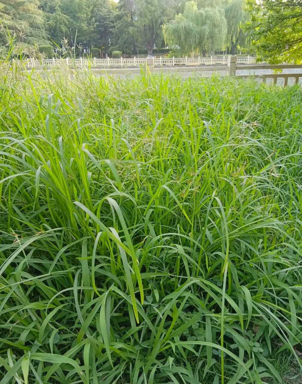 青青河边草里的小草图片