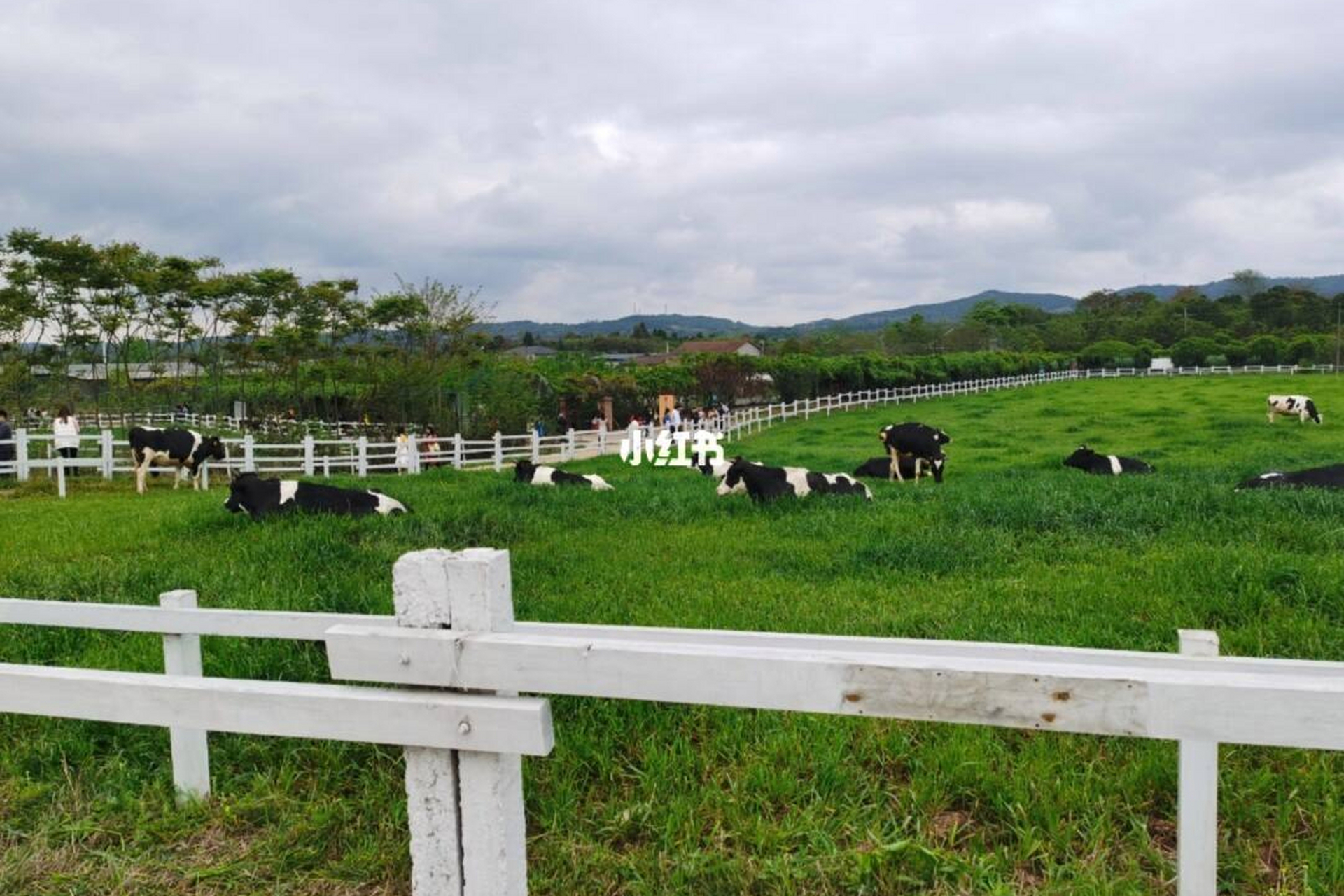 德阳原野牧场:占地面积约300亩,这里交通便利,环境优美.