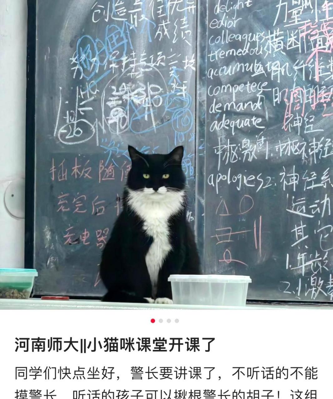 小猫咪课堂现已开始授课!