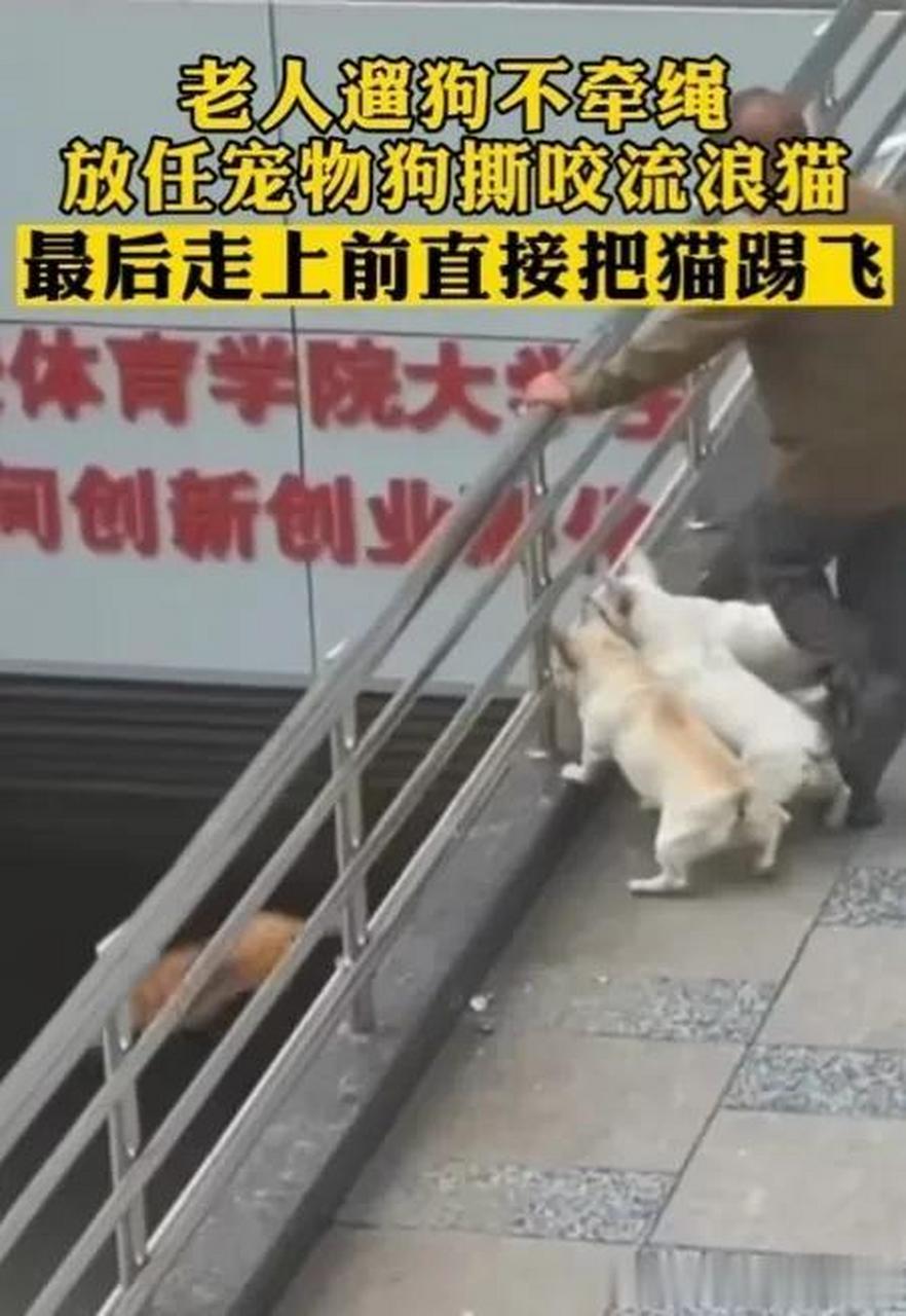 "老大爷一脚踢飞流浪猫坠落"一老人溜狗不牵绳,在一天桥处偶遇一只猫