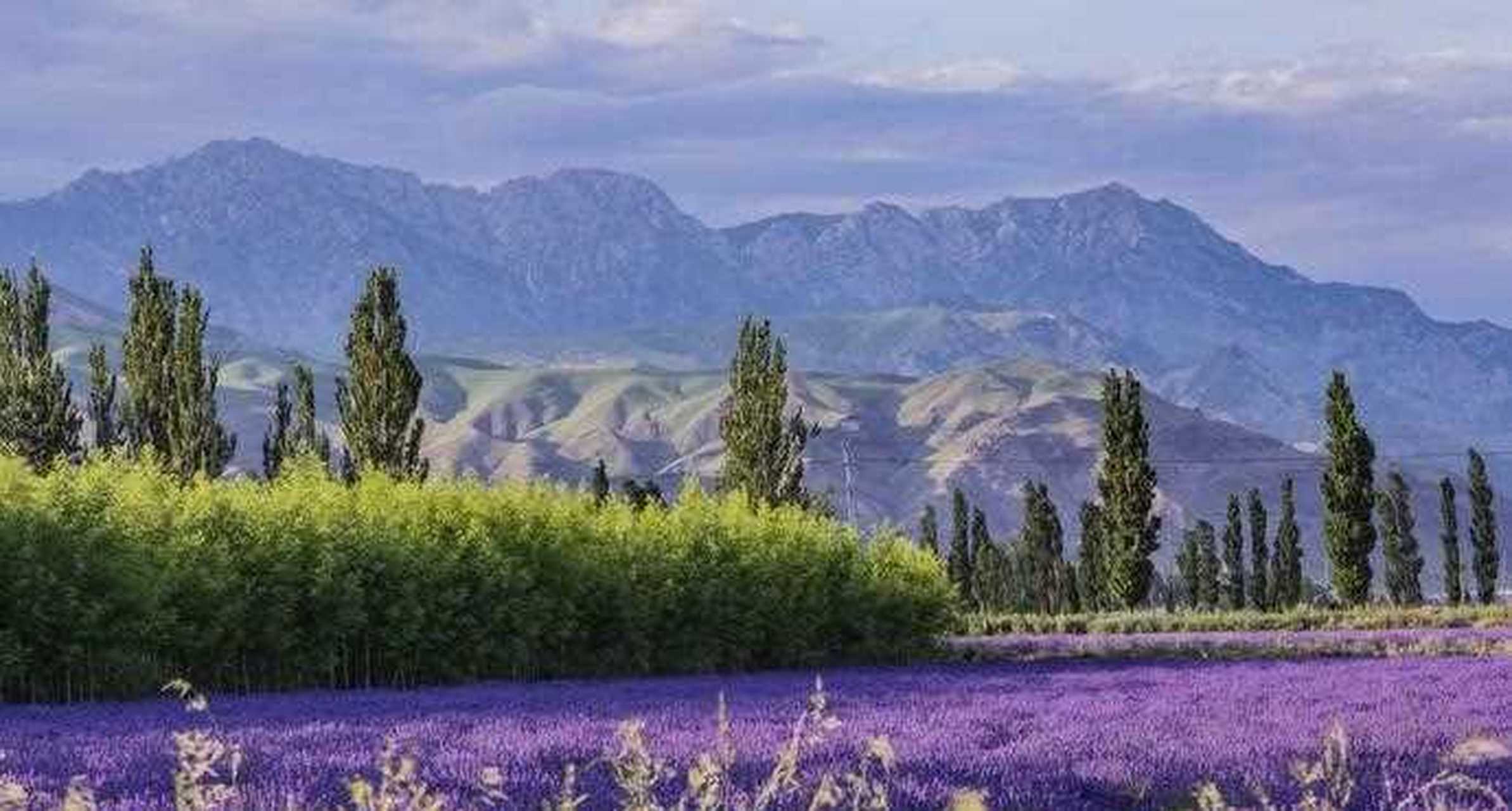 解忧公主薰衣草园位于古丝绸之路的北道重镇新疆伊犁清水河镇,地处